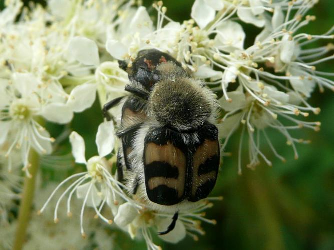 Trichius fasciatus © MAILLIER Sébastien