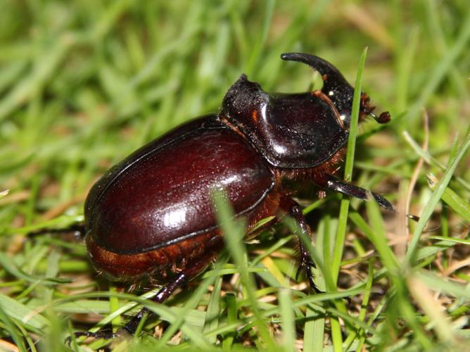 Oryctes nasicornis © COLINDRE Laurent