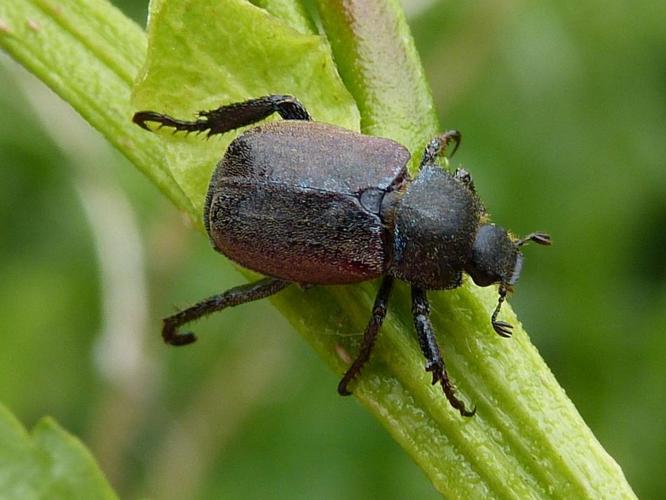 Hoplia philanthus © BARBIER Simon