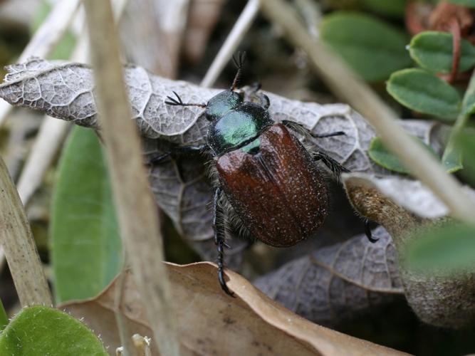 Phyllopertha horticola © TOP Damien