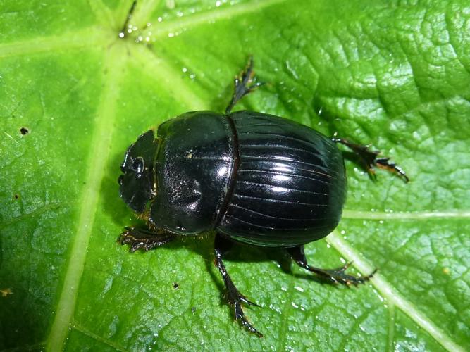 Copris lunaris © MAILLIER Sébastien