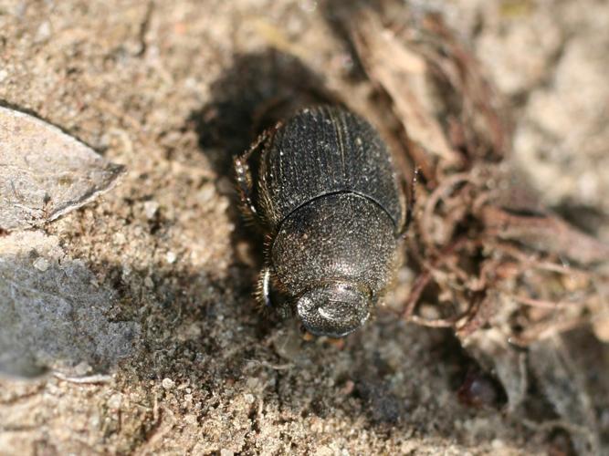 Onthophagus ovatus © TOP Damien