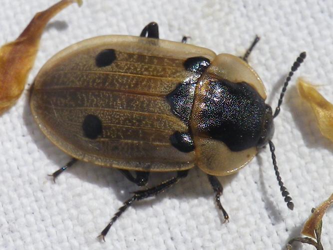 Dendroxena quadrimaculata © HALLART Guénael