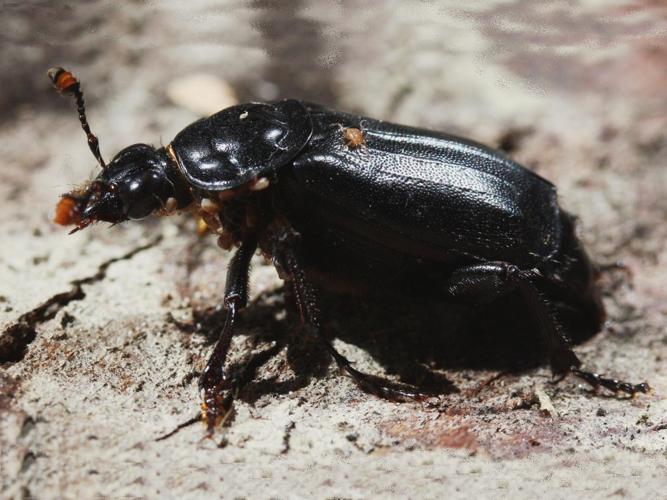 Nicrophorus humator © LETHEVE Xavier