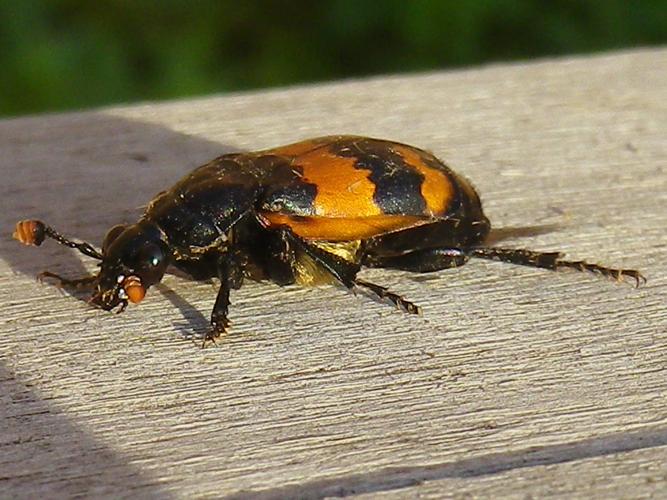 Nicrophorus investigator © HALLART Guénael