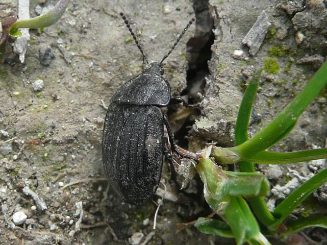 Phosphuga atrata © MAILLIER Sébastien