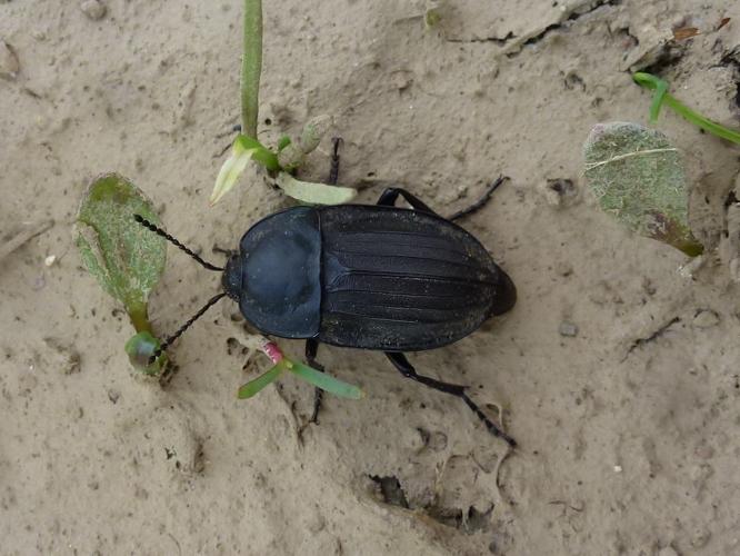 Silpha carinata © MAILLIER Sébastien