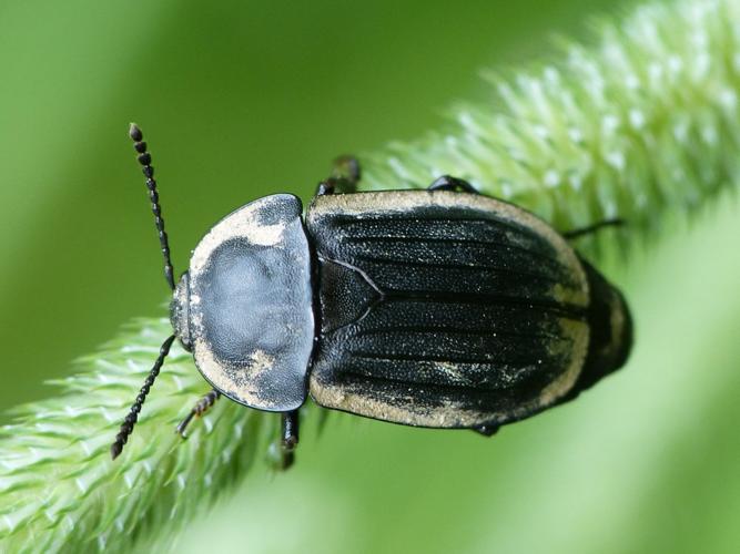 Silpha tristis © BARBIER Simon