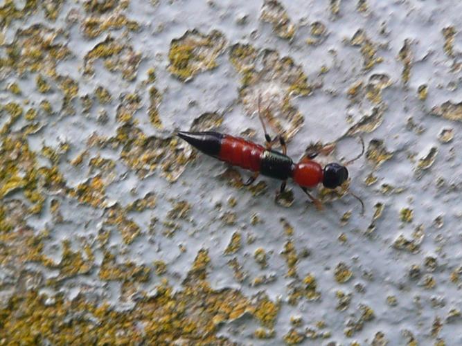 Paederus littoralis © MAILLIER Sébastien