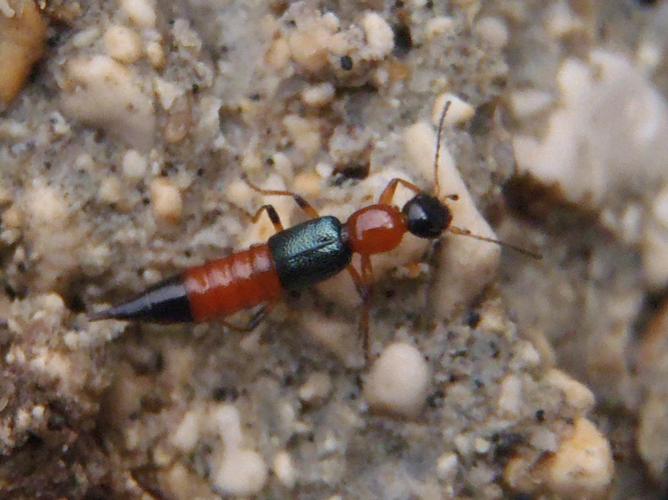 Paederus riparius © HALLART Guénael