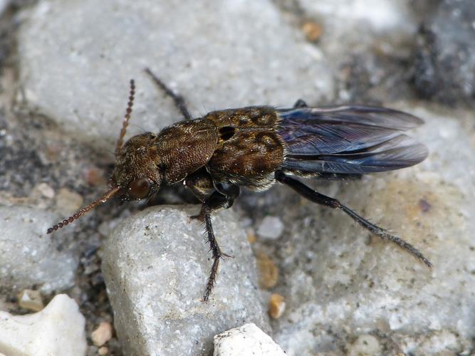 Ontholestes murinus © BARBIER Simon