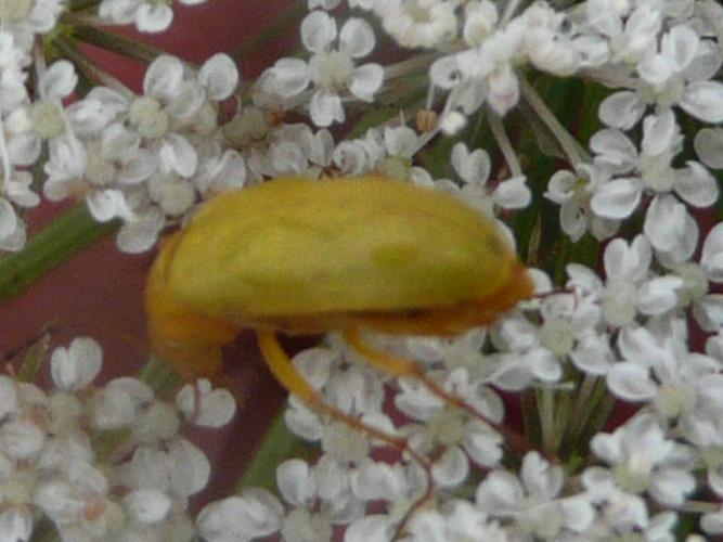 Cteniopus sulphureus © MAILLIER Sébastien