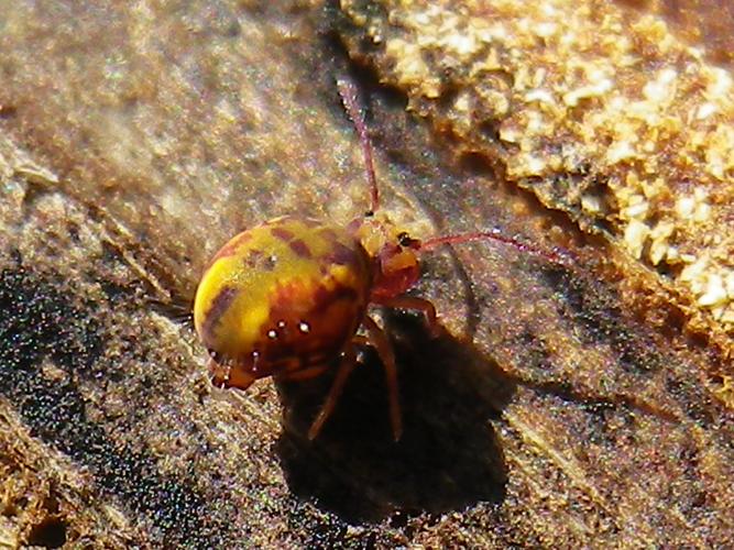 Dicyrtomina ornata © HALLART Guénael