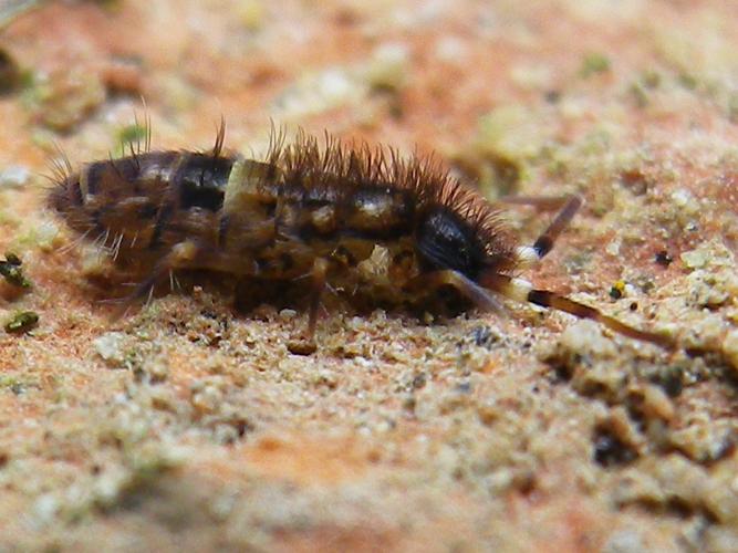 Orchesella cincta © HALLART Guénael