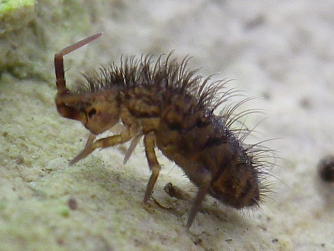 Orchesella villosa © HALLART Guénael