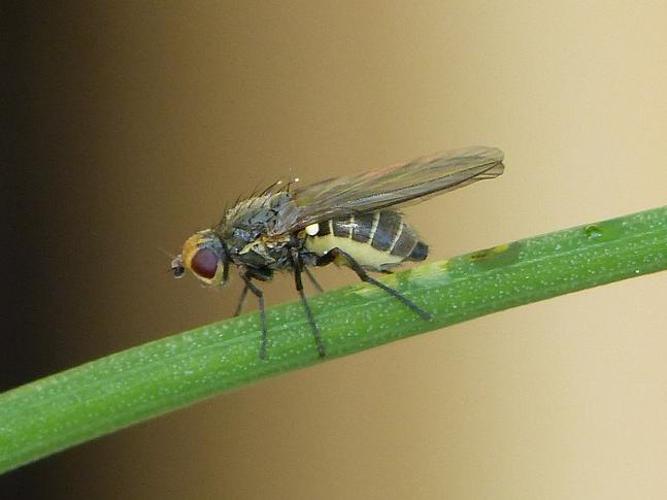 Phytomyza gymnostoma © BARBIER Simon