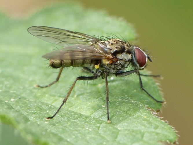 Hylemya vagans © BARBIER Simon