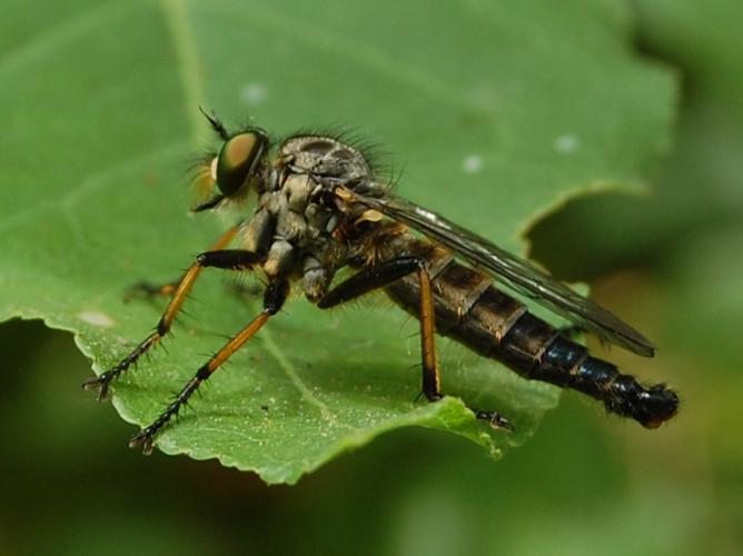 Antipalus varipes © VANSTEENE Nicolas