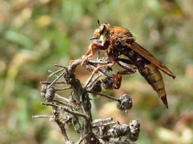 Asilus crabroniformis © MAILLIER Sébastien