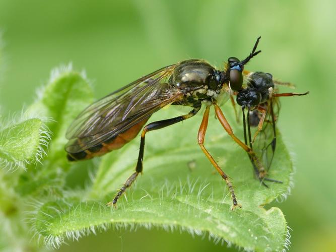 Dioctria rufipes © BARBIER Simon