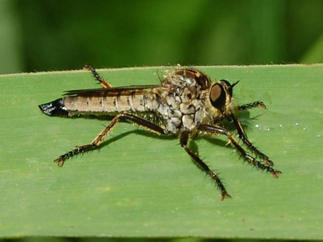 Eutolmus rufibarbis © VANSTEENE Nicolas