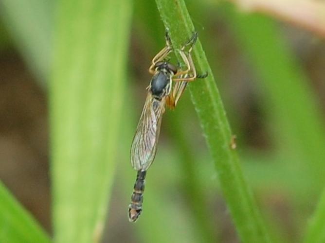 Leptogaster cylindrica © VANSTEENE Nicolas