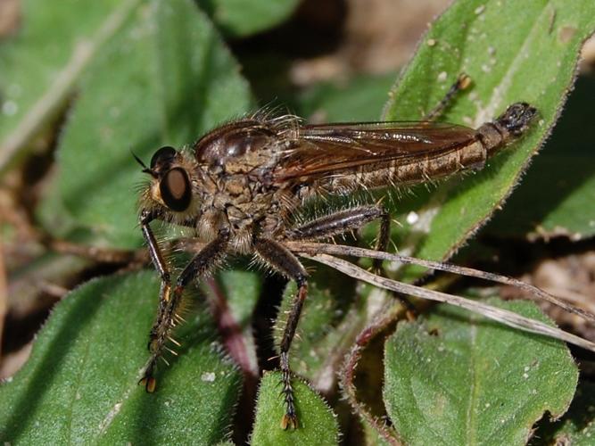 Machimus rusticus © VANSTEENE Nicolas