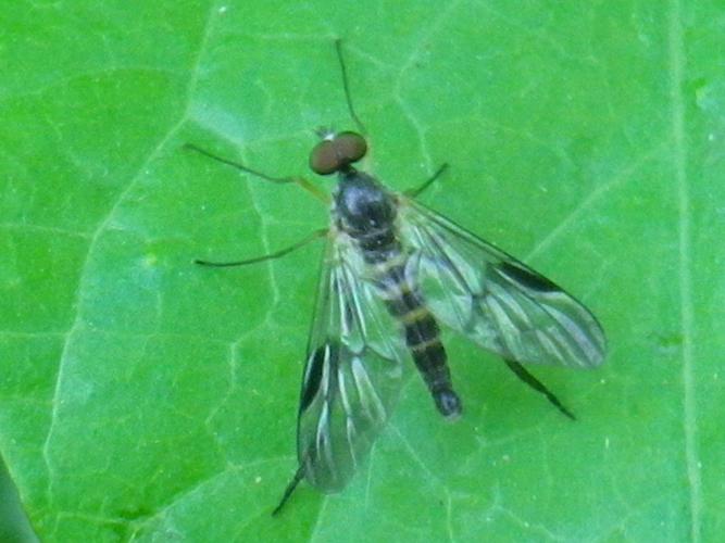 Atrichops crassipes © HALLART Guénael