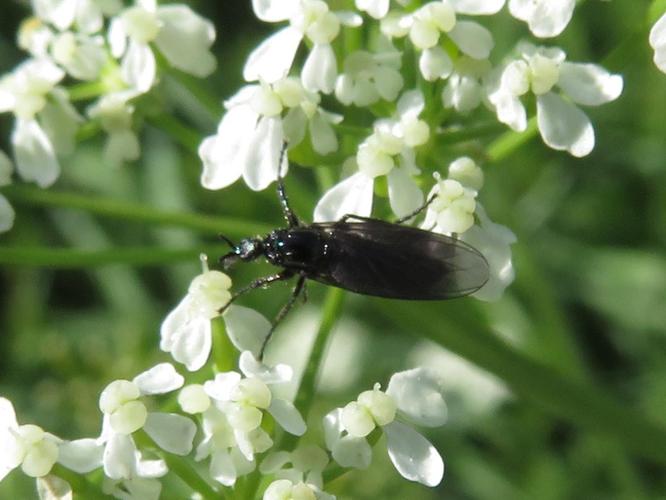 Dilophus febrilis © MAILLIER Sébastien