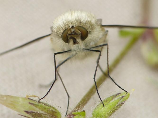 Bombylius venosus © BARBIER Simon