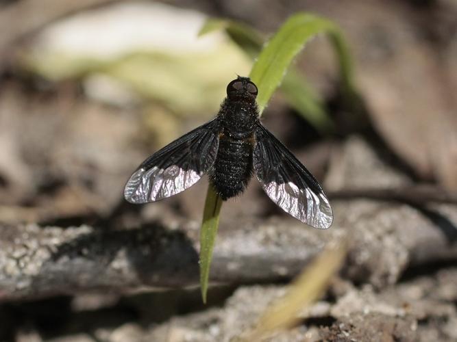 Hemipenthes morio © TOP Damien