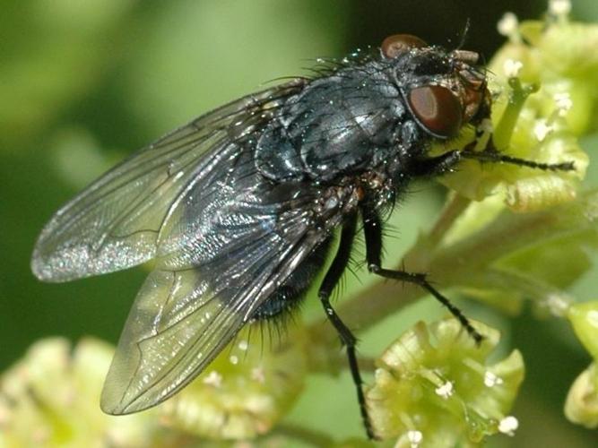 Calliphora vicina © VANSTEENE Nicolas