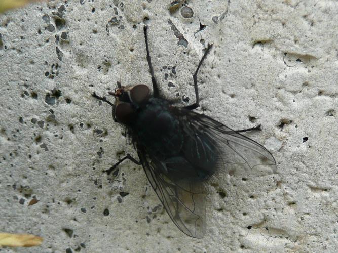 Calliphora vomitoria © MAILLIER Sébastien