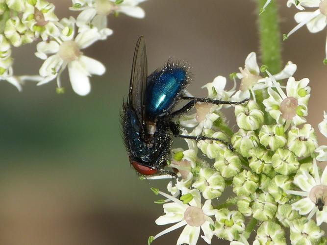 Protocalliphora azurea © BARBIER Simon