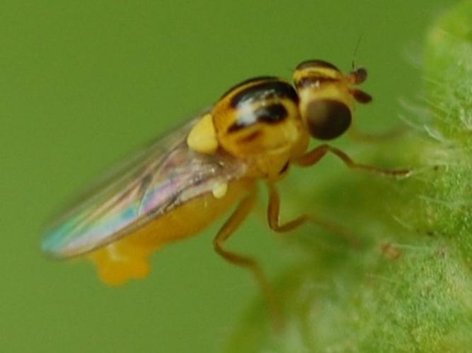 Thaumatomyia © VANSTEENE Nicolas