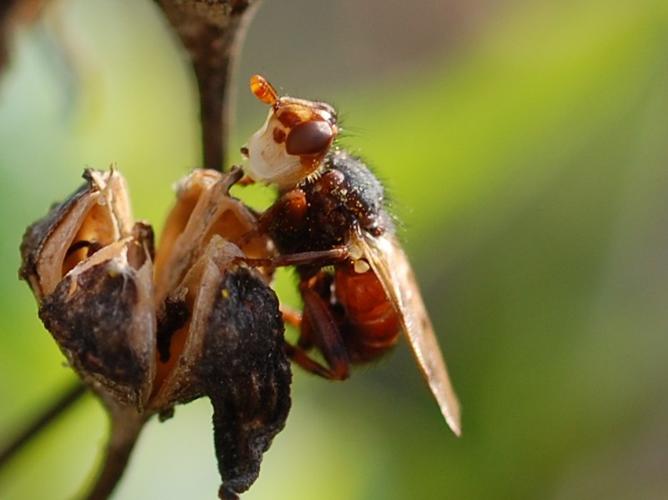 Myopa tessellatipennis © VANSTEENE Nicolas