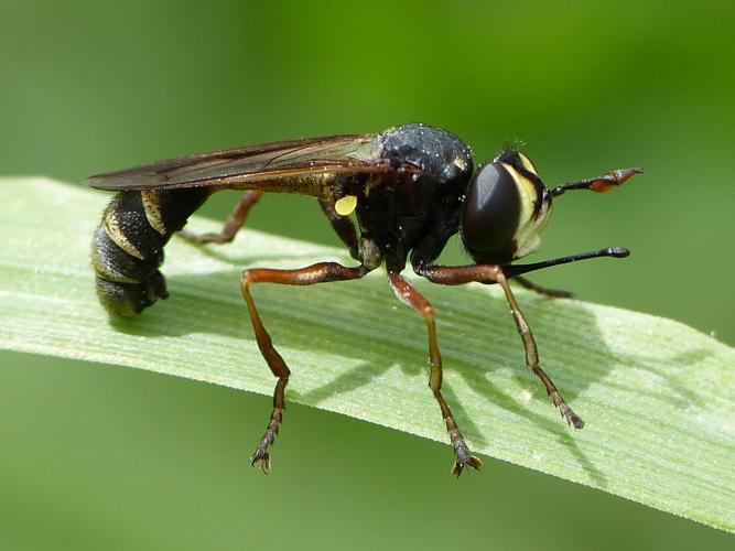 Physocephala rufipes © BARBIER Simon