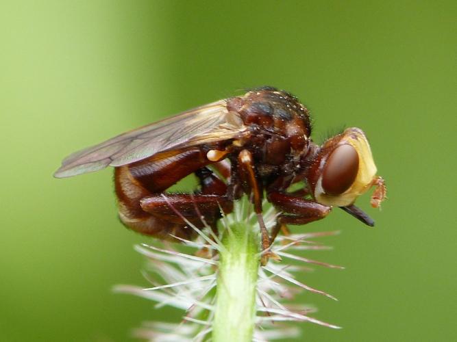 Sicus ferrugineus © BARBIER Simon