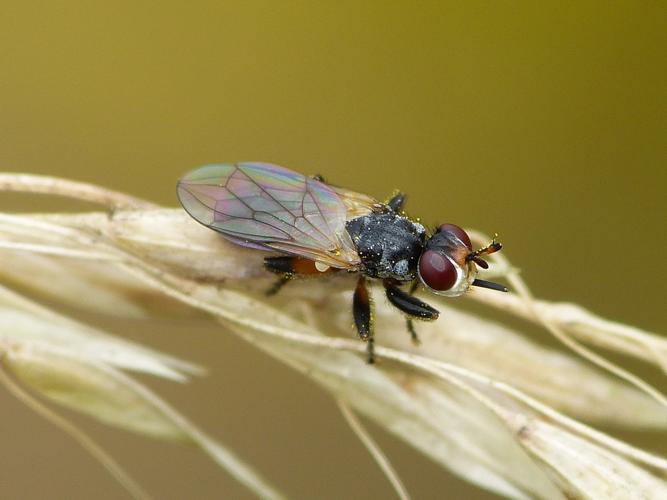 Thecophora atra © BARBIER Simon