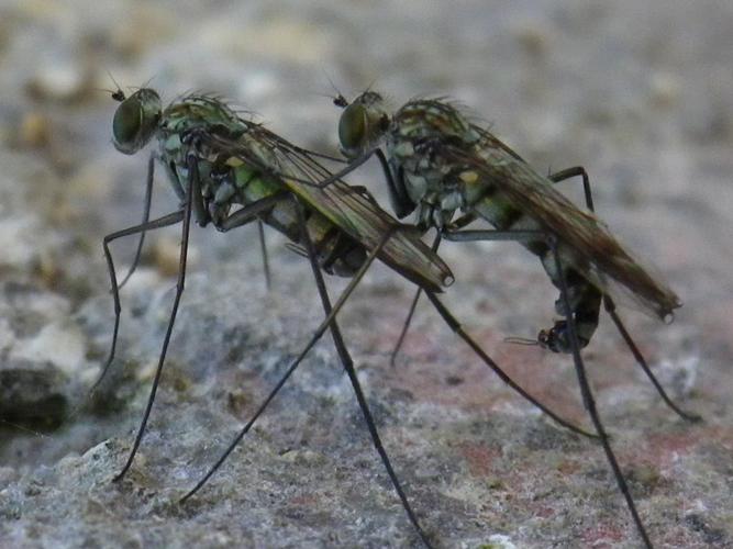 Liancalus virens © HALLART Guénael