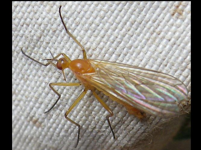 Empis lutea © HALLART Guénael