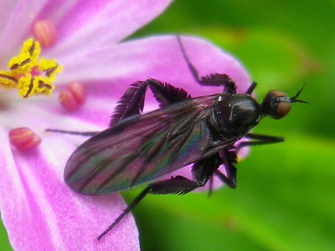 Empis pennipes © HALLART Guénael