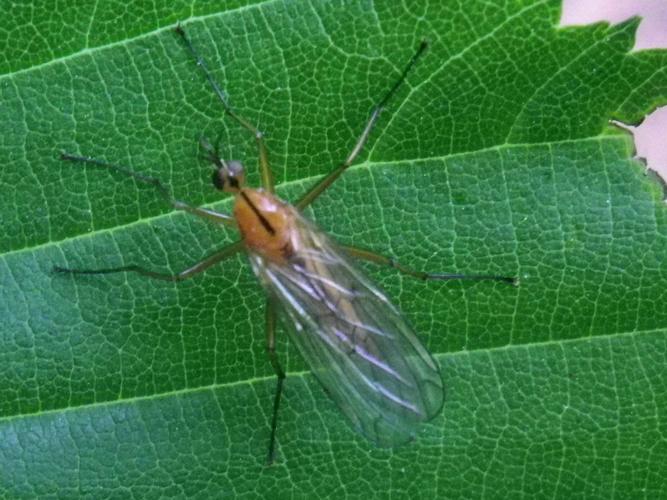 Empis stercorea © HALLART Guénael