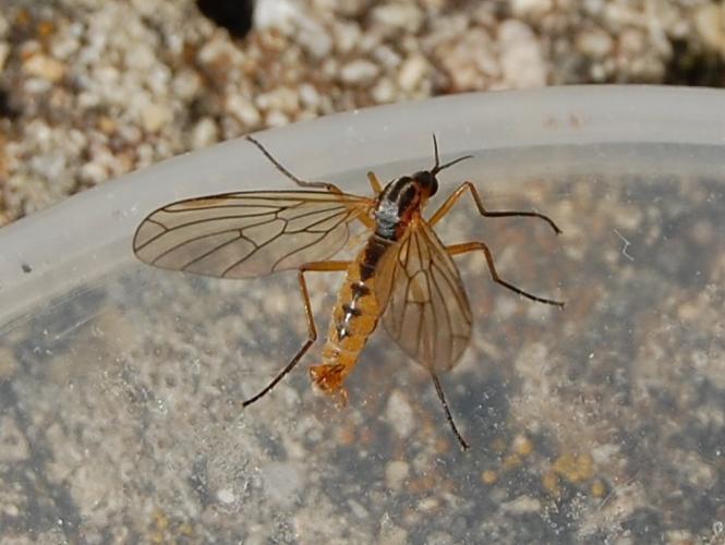 Empis trigramma © VANSTEENE Nicolas