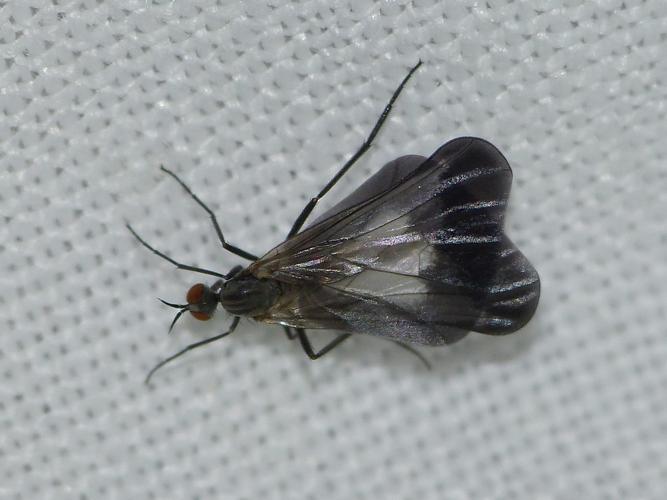 Rhamphomyia marginata © BARBIER Simon