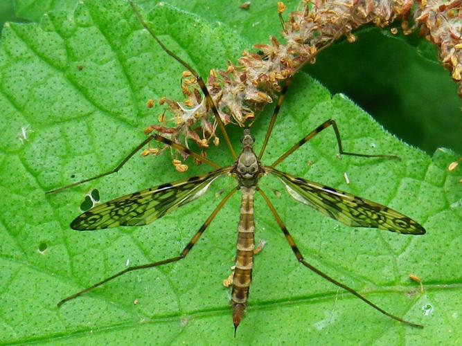 Epiphragma ocellare © HALLART Guénael