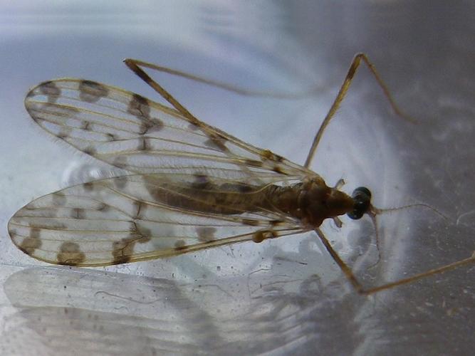 Ilisia occoecata © HALLART Guénael