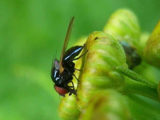 Setisquamalonchaea fumosa © HALLART Guénael