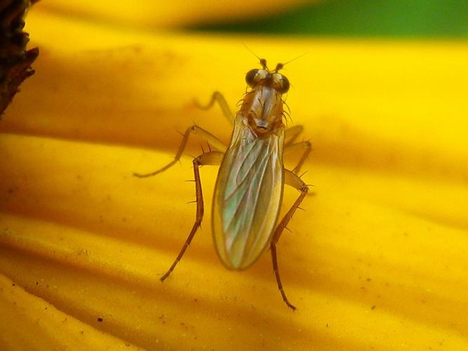 Lonchoptera lutea © HALLART Guénael