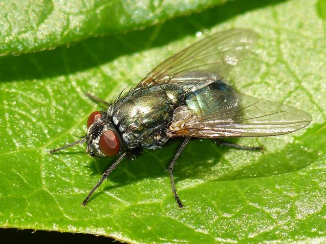 Eudasyphora cyanella © BARBIER Simon